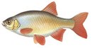 Турбаза Каштан - иконка «рыбалка» в Мокроусе